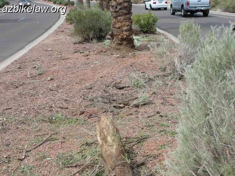 RayRdSept2011fatal_03.JPG - Fatality Ray Road early morning hours 9/24/2011, ~ E 3400 block, Phoenix. Primary impact eliminated this small tree, and then appears to have bumped into the trunk of the large palm tree. No skid marks.